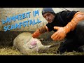 Lammzeit im Schafstall | Eine Geburt beim Schaf | DEICHVLOG #15