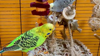 7 hours of relaxing budgie sounds