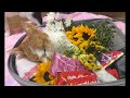 トト安らかに🌈 Toto has crossed the Rainbow Bridge 🌈