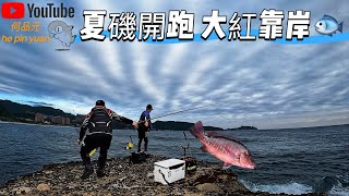 岸磯 萬里漁港 紅槽靠岸😎會被電⚡️🐟喔 #生牌南極蝦 #のリ海苔グレ黑毛粉 #superiso釣具潮流品牌 #漁師常溫練餌 #魂手作浮標工坊 #大叔牌手作黃練餌 