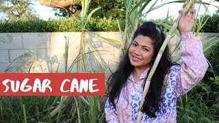 How to Harvest Sugarcane and Regrow It!