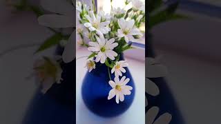Полевые цветочки💐 #song #цветы #flowers #shorts #лето #summer  #владимирскаяобласть #рекомендации