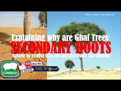 Explaining Why We&rsquo;re Ghaf Trees&rsquo; Secondary Roots Became So Visible | SAS TV Official