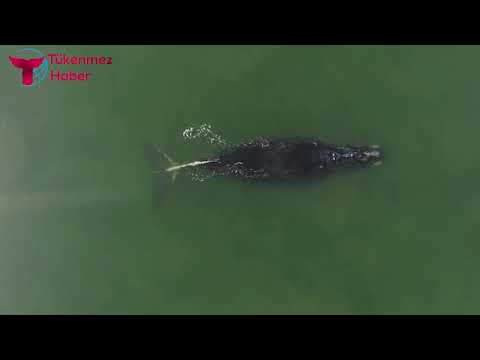 Video: Hilton Head, Güney Karolina'ya Tahmini Sürüş Süreleri