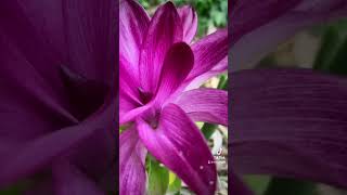 ប្រទាលឬសដូងបាត ជុះឈាម ដុះសាច់ ទល់លាមក