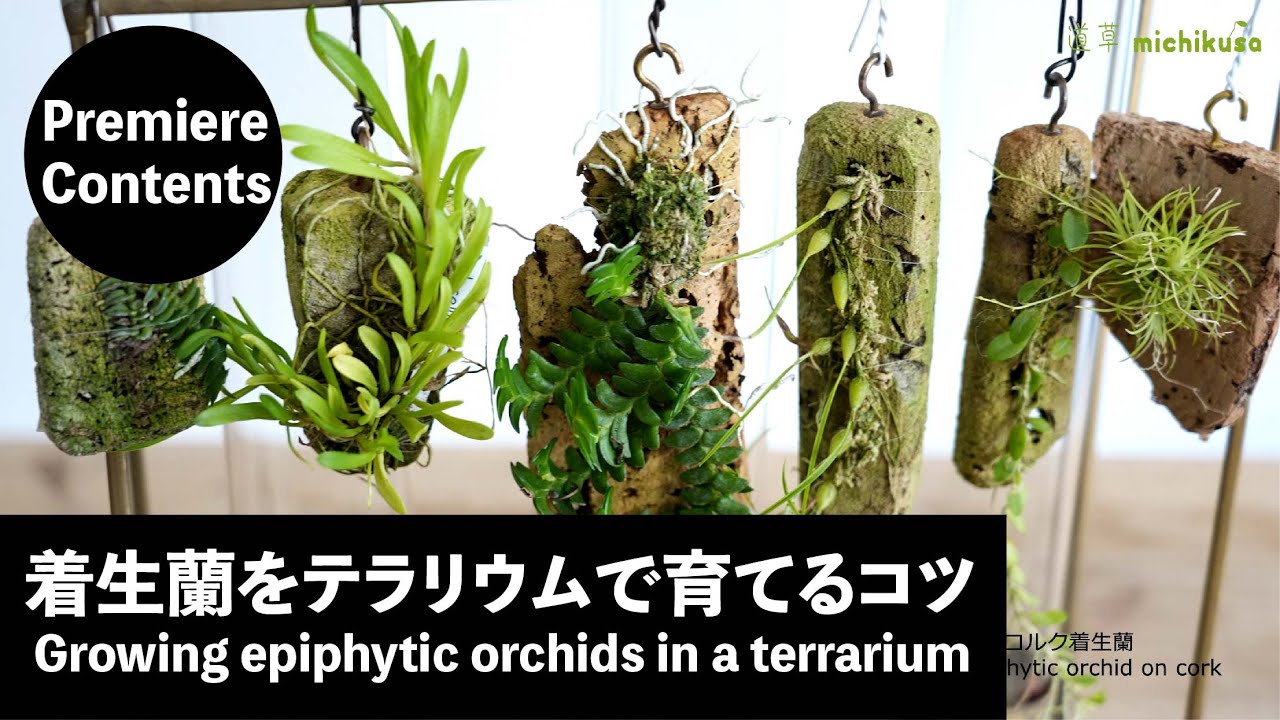 Orchidée Macodes petola en terrarium