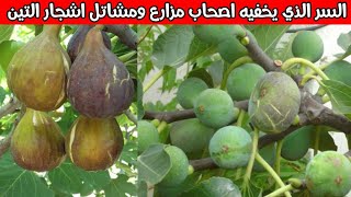 شاهد اسرار شجرة التين السر الذي يخفيه اصحاب مشاتل ومزارع اشجار التين How do figs grow