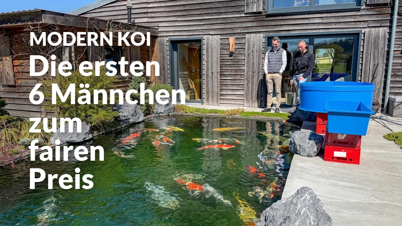 Tom verkauft einen Teil seiner männlichen Koi / Part 1 | Modern Koi Blog #8077