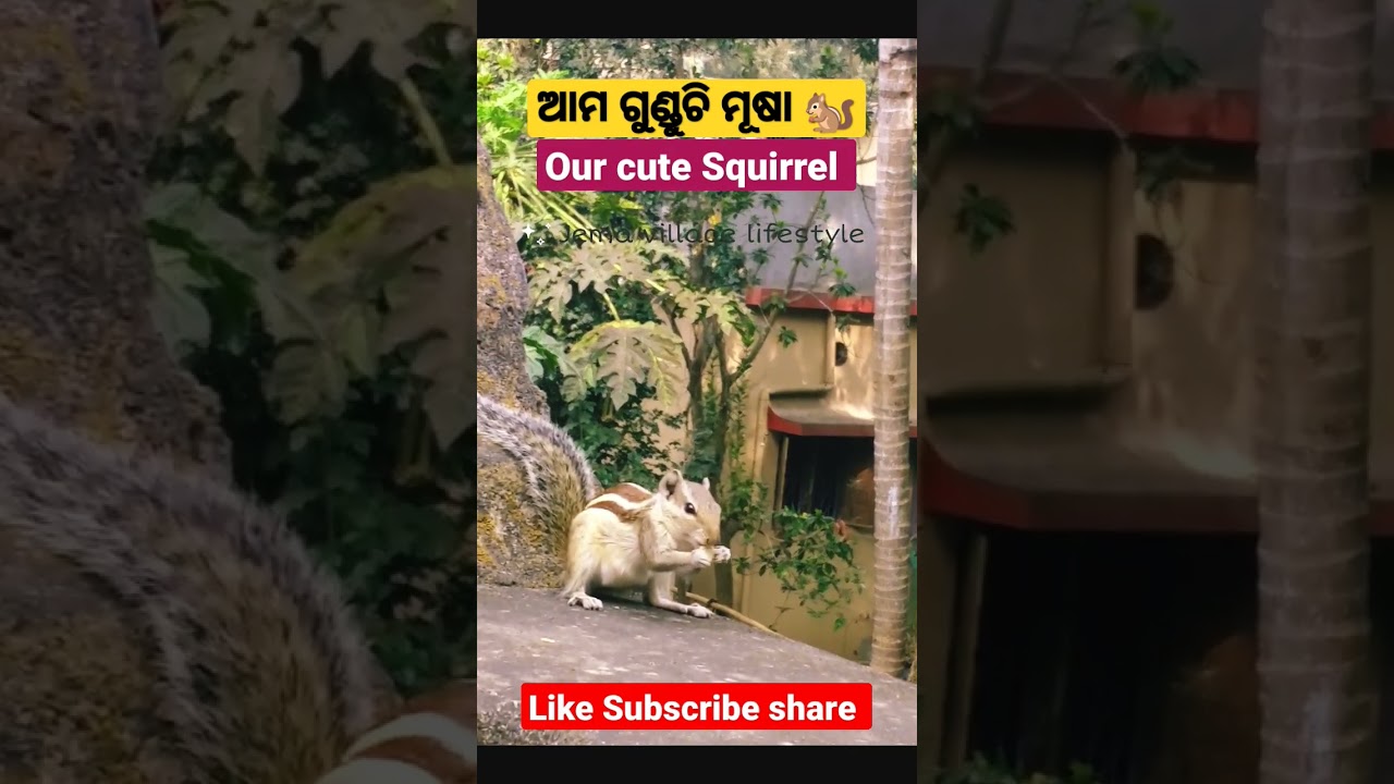 ଆମ ଗୁଣ୍ଡୁଚି/ Our Cute Squirrel 