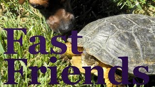 Dog Offers A Wild Tortoise Her Sweater.