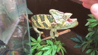 How to handle aggressive chameleon (Bruce) 😄