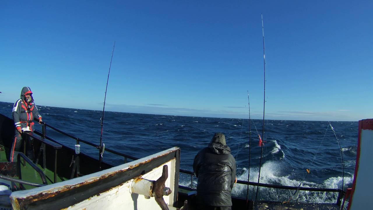 Whitby cod fishing on Chieftain boat 9 YouTube