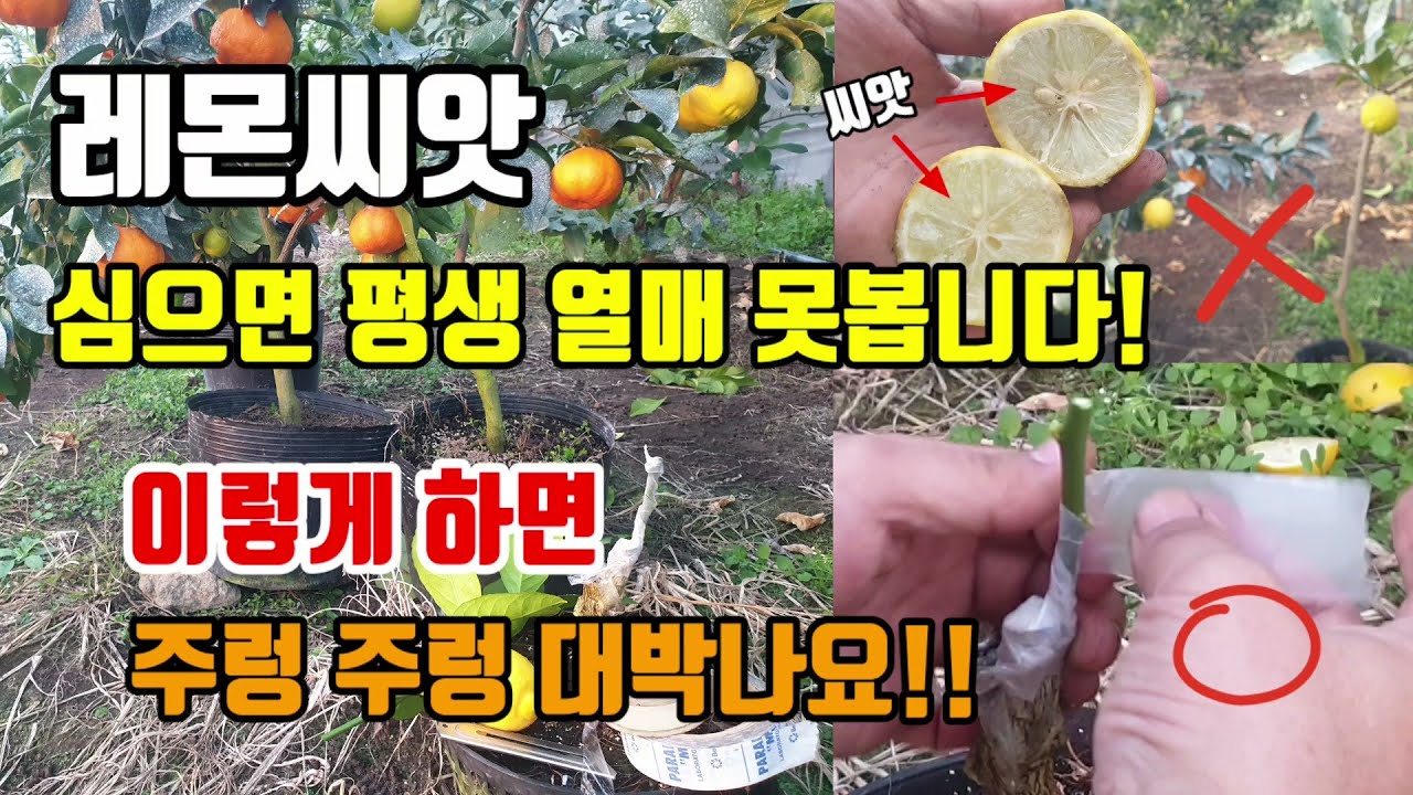 레몬씨앗 심으면평생 열매 못봐요 레몬 이렇게 탱자에 접목해야 주렁주렁 레몬 키울맛이납니다!! 