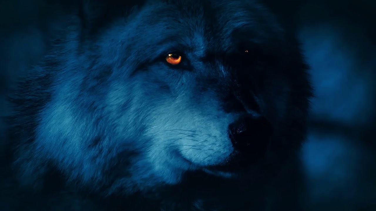 A Wolf In Sheep S Clothing All New Youtube