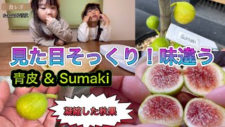 イチジク食レポ】青皮& Sumakiで入手した品種を収穫！見た目は似てる
