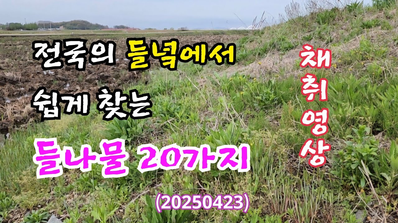 #전국의 들녘에서 쉽게 찾는 들나물 20가지(20250423) #산야초 #들나물 #4월의 들나물 #5월의 들나물