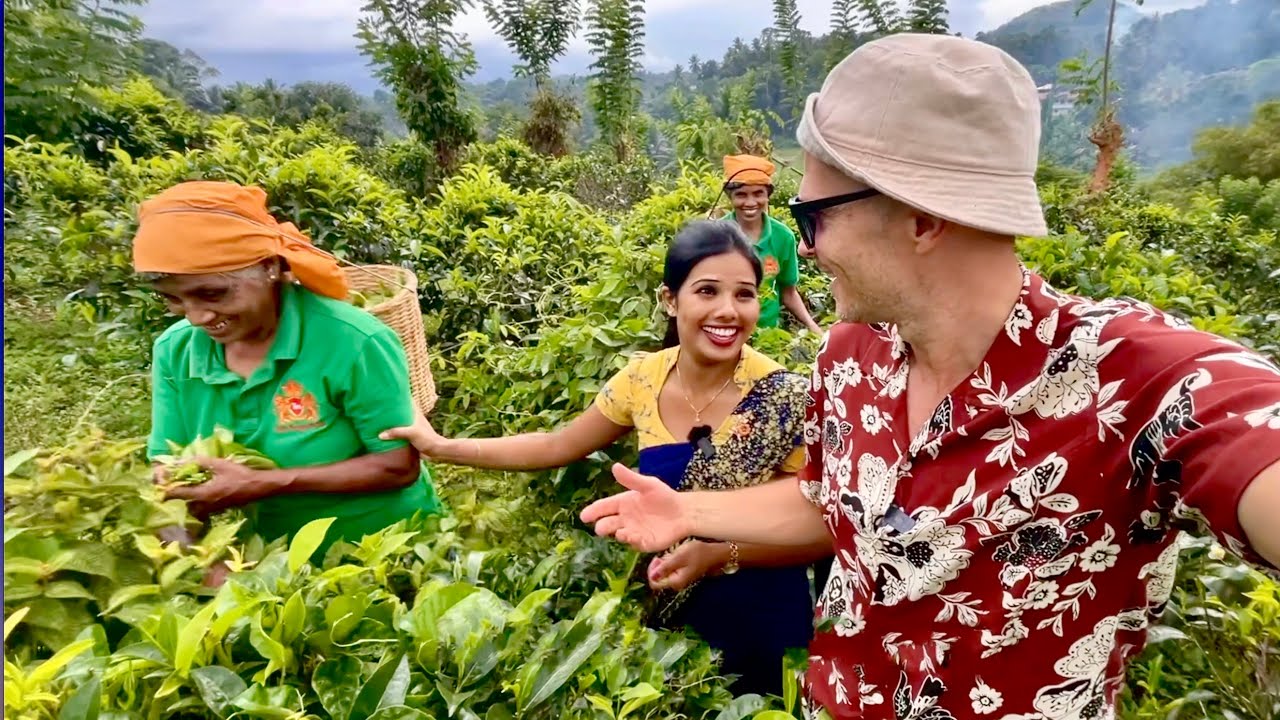 285 ezer forintot is adtak már tea aukción 1 kiló sri lankai teáért