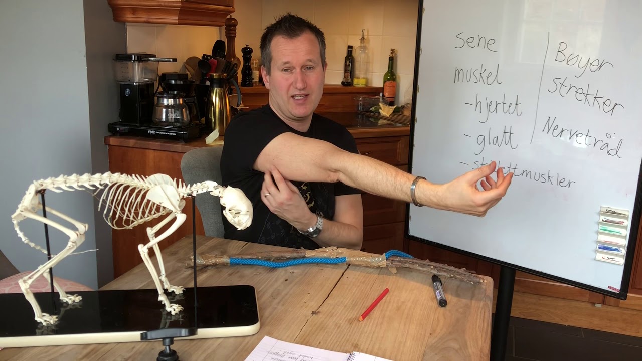 Muskler beveger leddene