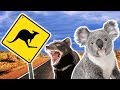 Animaux australiens  animaux pour enfants  animaux sauvages tranges