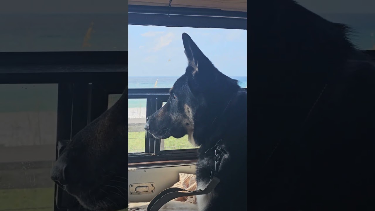 Odin Loves Gulf Views in the morming! #germanshepherd