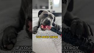 The Perfect Toys For Your Little Power Chewer