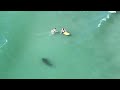 Guy Spots a Large, Dark Shape Coming Towards Him in the Surf in Florida