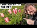 Comment cultiver gratuitement les tulipes