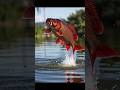 Look at how the dogfish jumps. #fishing