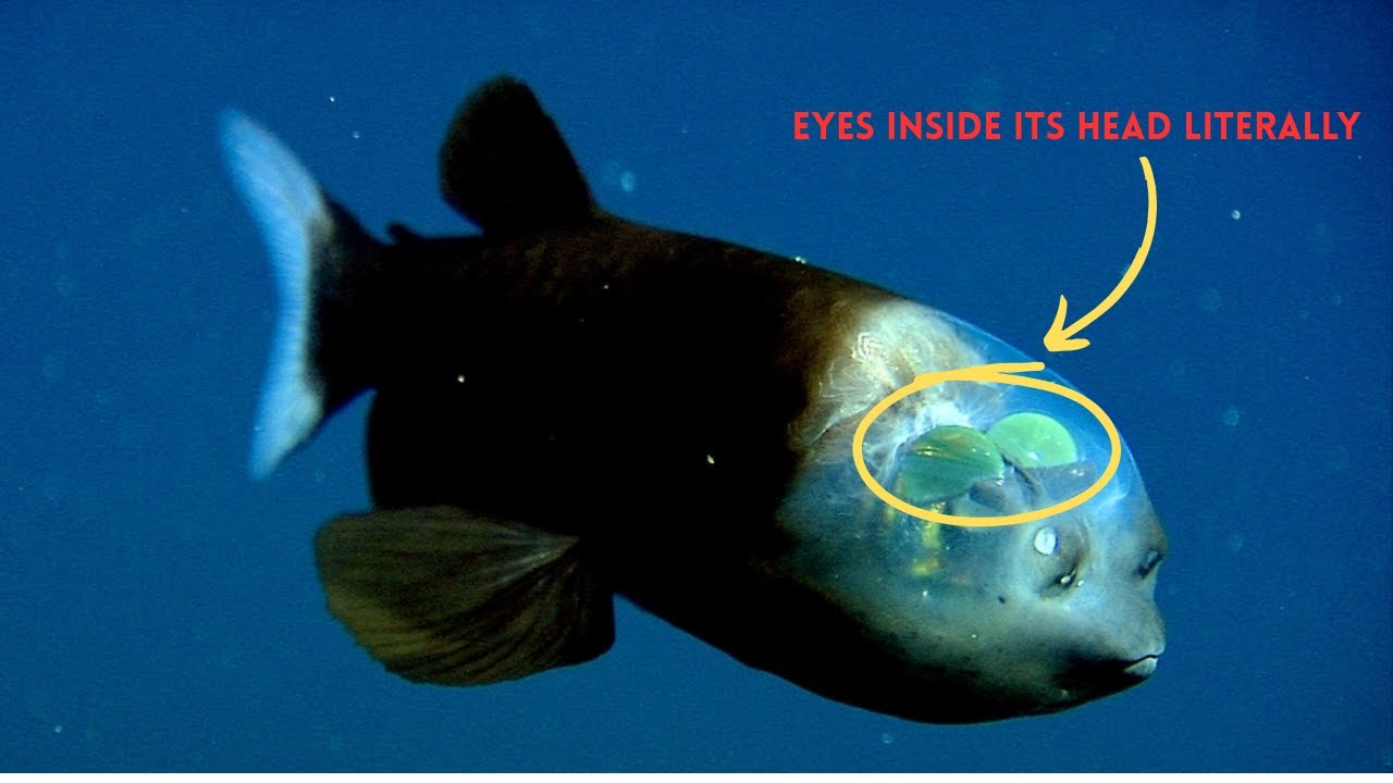 Nature’s Strangest Fish Lives in Total Darkness