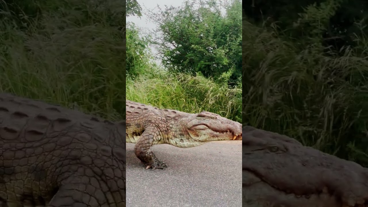 Just passing through 🐊