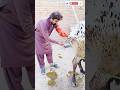 kamyab masnui nasalkashi,AI ka Sahi treqa#veterinary #animalinjection