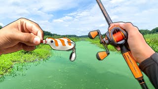 I Caught a Swamp GIANT!! (Catch and Cook) Swamp Fishing!