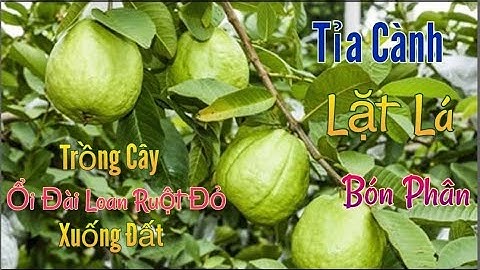 Tỉa Cành, Lặt Lá, Bón Phân Cho Cây Ổi Ra Nhiều Trái. Trồng Cây Ổi Đài Loan Ruột Đỏ Xuống Đất ở Texas