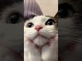 #kitten #lanadelrey #youngandbeautiful #cat