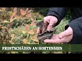 Rasen Vorbereitung für den Winter und Frostschäden an Hortensien - Folge #18