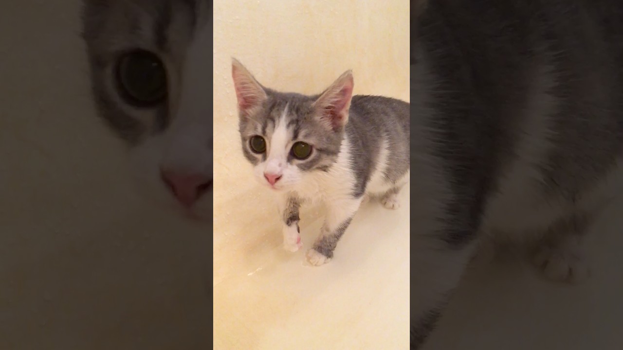 Spa treatments ☺️ City cat life 🤓