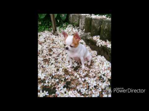 江蕙 - 藝界人生