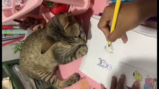 The smart and amazing cat wants draw