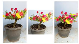 Table Rose Tree | Gardening Ideas | Pathumani Poovu | Pat Rose | Moses Rose | Home Gardening | DIY