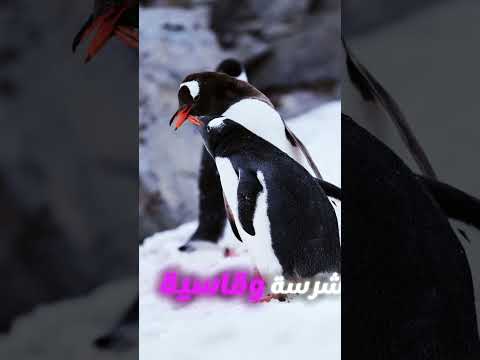 الجانب المظلم في حياة طيور البطريق ليست كما تبدو عالم الحيوانات معلومات الحياة البرية