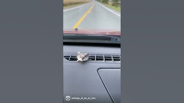 Mouse in the Car OMG