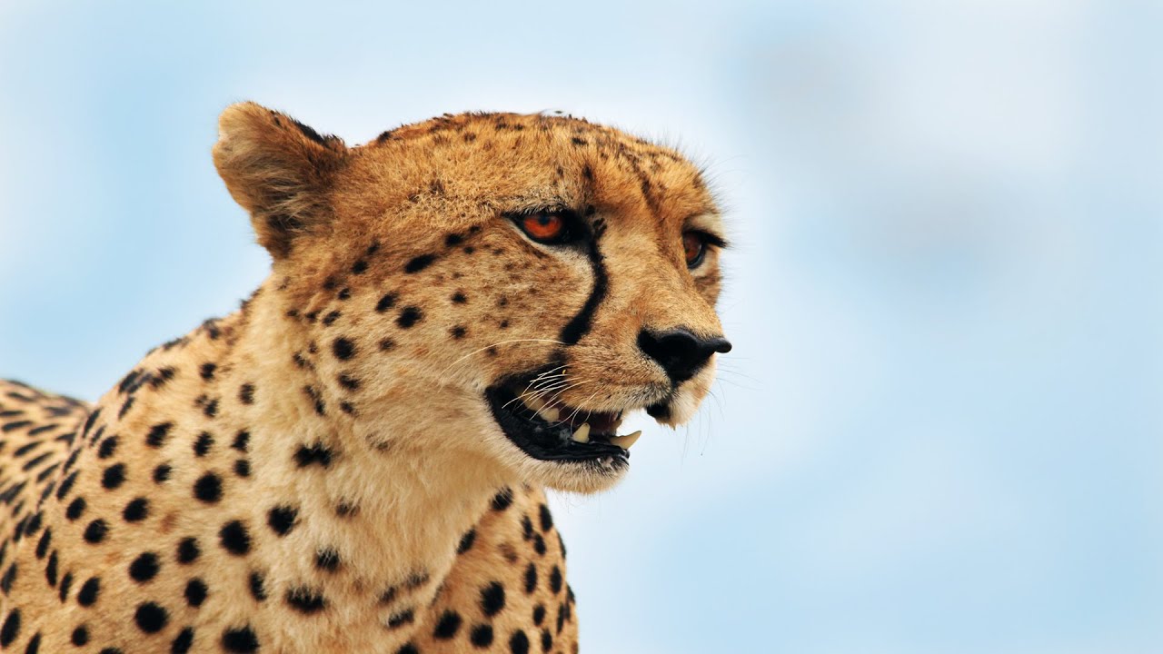 cheetah running speed Kruger National Park - Male Cheetah Calling @ H10/S29 Junction