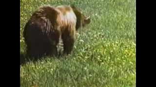 Grizzly Adams - Blood Brothers - P5