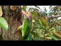 Parent Birds Feeding and Raising Their Baby (11) – Green Barbet Chick in Tiny Tree Hollow E188