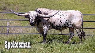 Spokesman - The Texas Longhorn Herd Sire by dickinsoncattle 5,245 views 2 years ago 10 minutes, 35 seconds