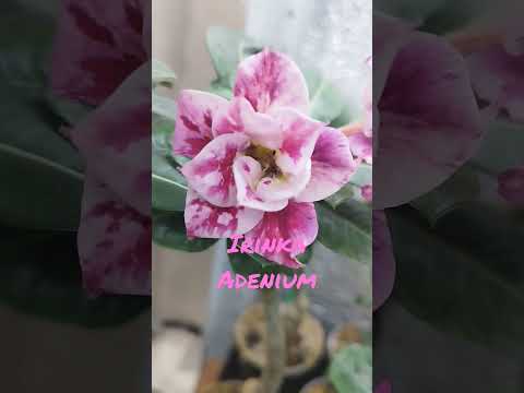 Smoothie.Смузи. #adenium #adeniumlover