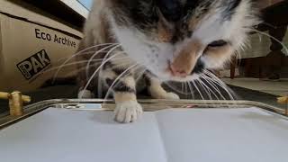 Cat chooses which is the best cat treat by Cookie the Calico 12,926 views 2 years ago 43 seconds