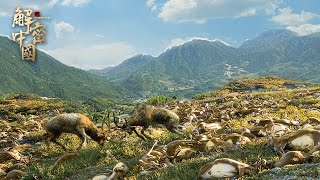 The elk died for the fight for mating power, and it was very bloody