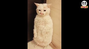 Những khoảng khắc đáng yêu và hài hước của thú cưng - P29