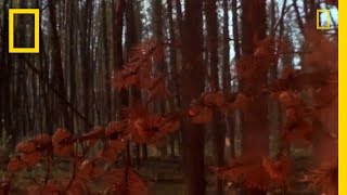 Surrounded by Fire | National Geographic